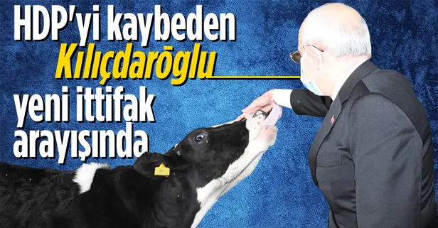 CHP Genel Başkanı Kemal Kılıçdaroğlu Tekirdağ'da inekleri sevdi