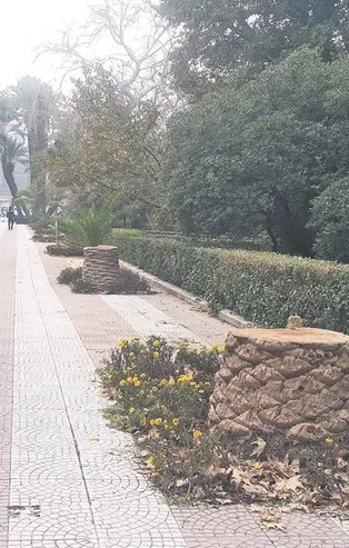 CHP'li İzmir Belediyesi'nin bakımsızlığa terk ettikleri ağaçları "kırmızı böcek" bahanesiyle katletti! 3 yılda 1900 ağaç