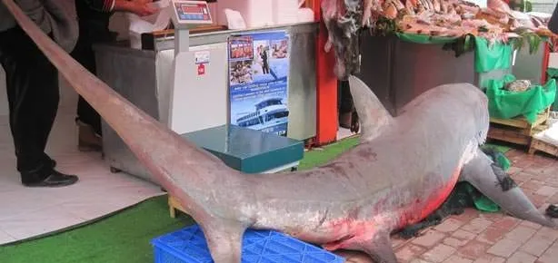 Marmara’da dişli av