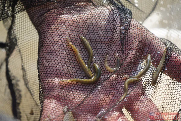 Leonardo DiCaprio’nun Türkiye paylaşımı heyecan yarattı! 47 yıl sonra ortaya çıktı: Batman Bantlı Çöpçü Balığı - 9