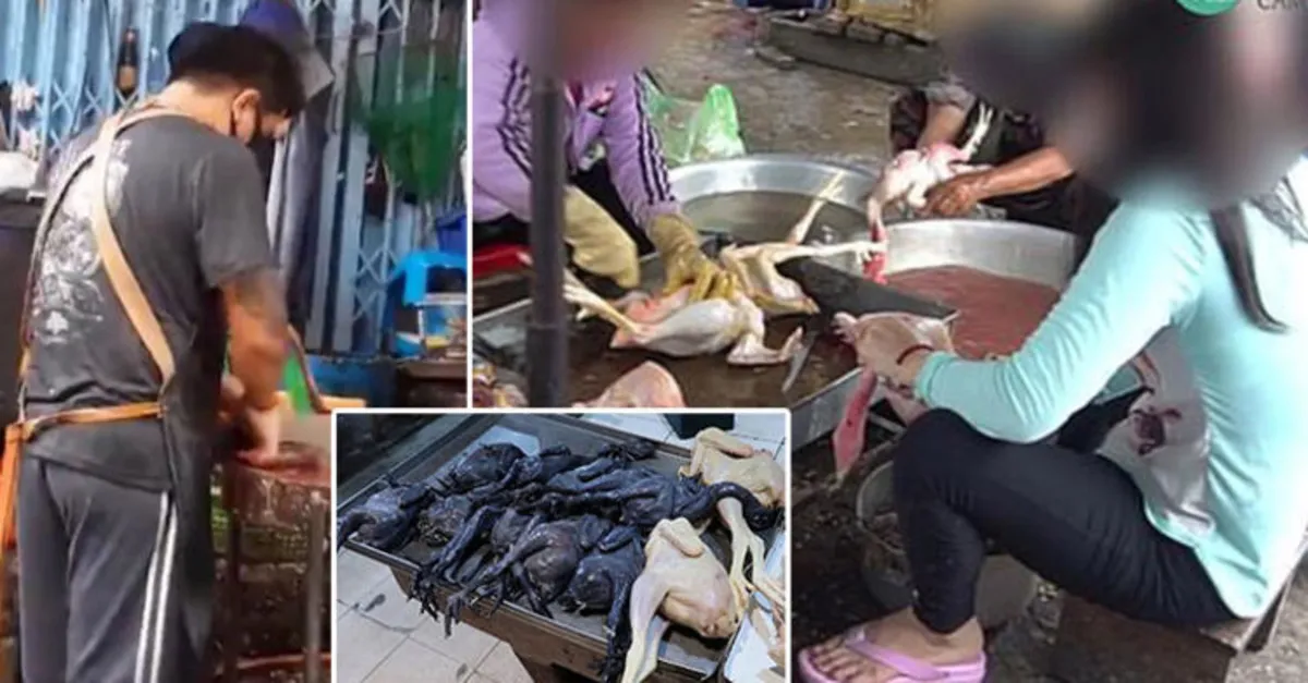 Koronavirüse rağmen durmuyolar! Hayvan pazarlarında durum vahim, gizli çekim yaptılar...
