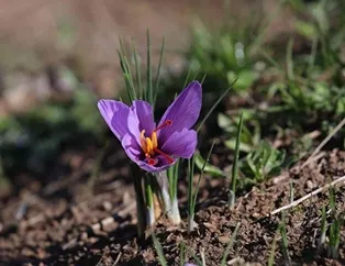 Kilosu 70 bin liraya kadar çıkıyor! Gram gram satılıyor!