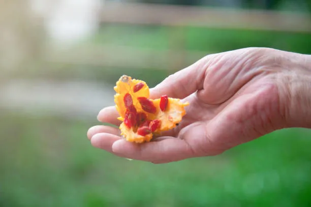 Sadece 1 tatlı kaşığı enerji veriyor, cinsel gücü artırıyor! Romatizma ve varise son!-6