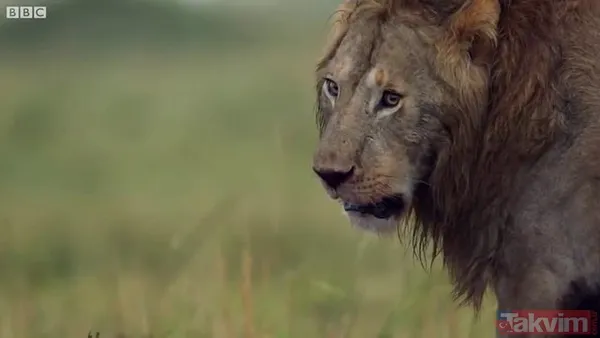 Cesur aslan onlarca sırtlanın arasında girdi! Vahşi doğada şoke eden kare! Sonrasında ise kaçınılmaz ölüm - 13