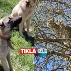 Sivas’ta Vaşak’ın Kangal köpekleriyle imtihanı kamerada! Ağaca tırmanarak kurtuldu!