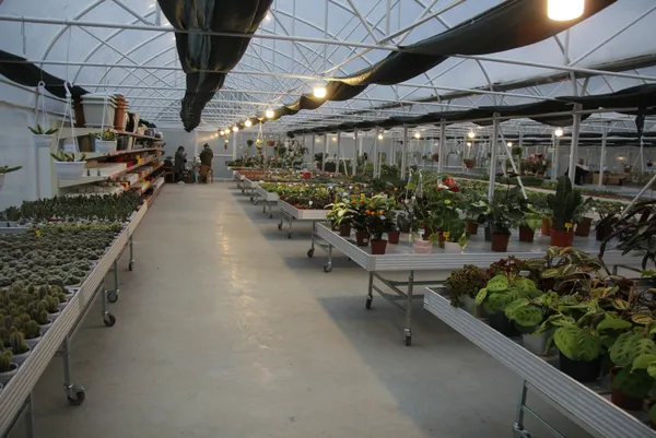 rizede-cay-bahcesini-sokunce-tepki-ceken-grubetci-vatandas-simdilerde-kaktus-taleplerine-yetisemiyor-1609139490660.jpg Koronavirüs salgınında kaktüs taleplerine yetişemiyor! Rizeli gurbetçi çay bahçesini söktü-6