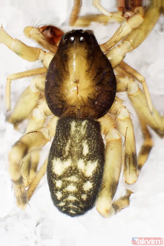 Dünyada sadece Kahramanmaraş'ın Göksun ilçesinde yaşıyor! Yeni keşfedilen örümceğe 'Turkocranum' ismi verildi - 14