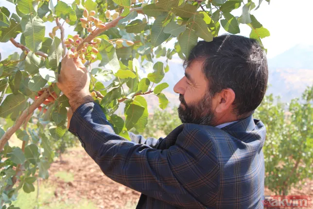 Bir dönem PKK'nın yuvalandığı Gabar ve Cudi dağlarında artık terörist değil fıstık yetişiyor