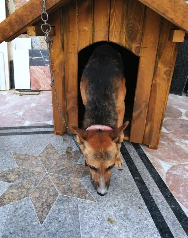 200-tl-yuzunden-tartistigi-arkadasiyla-ayni-ismi-tasiyan-kopegi-oldurdu-1663505535813.jpg 200 TL yüzünden tartıştığı arkadaşıyla aynı ismi taşıyan köpeği öldürdü-6