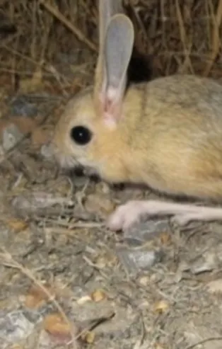 Kanguru faresi özellikleri nelerdir? Kanguru faresi nerede yaşar? Kanguru faresi nedir?