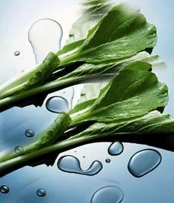 Ispanak yeşil bir hazine