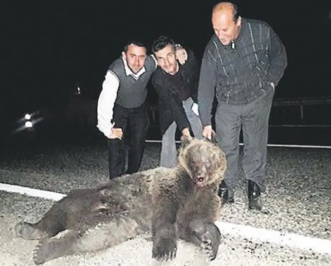 Yolda ayılı fotoğraf