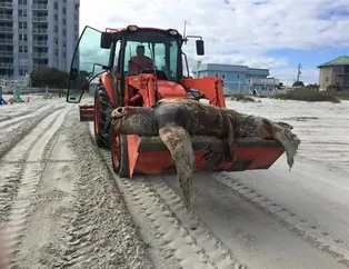 Dünyadan ilginç fotoğraflar