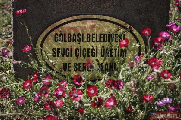 Dünyada sadece Ankara Gölbaşı'nda yetişiyor! 'Sevgi çiçeği' özel koruma altında - 11