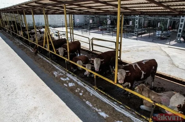 Kurban nasıl kesilir? Kurban için vekalet nasıl verilir? Kurban ibadetinde nelere dikkat edilmeli? Diyanet kurbanda dikkat edilmesi gerekenleri açıkladı - 9