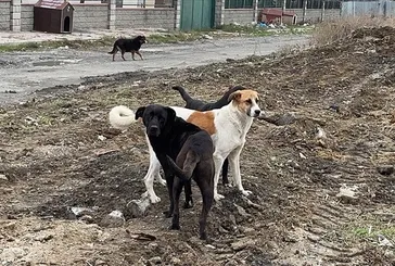 Sokak hayvanları için taslak metin hazır! Uyutma yöntemi nasıl olacak?