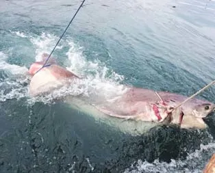 Vinçle çıkarıldı