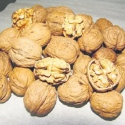 Omega-3 deposu ceviz hangi hastalıklara iyi gelir?