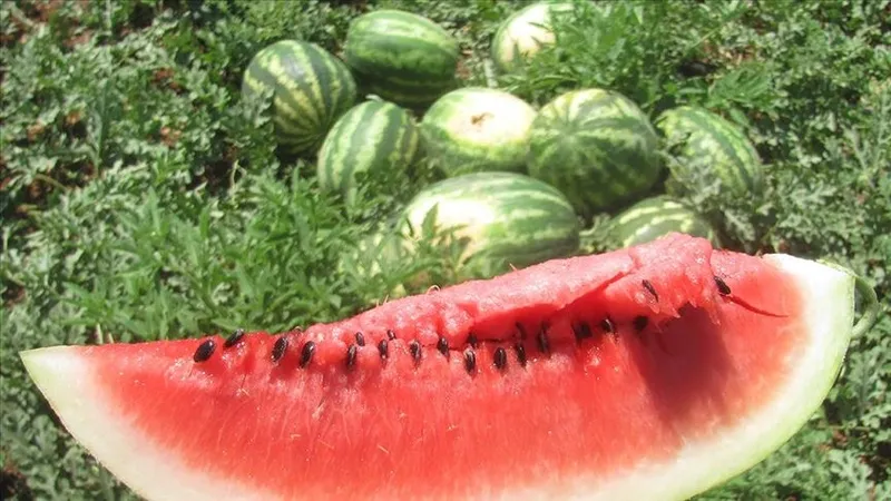 on-numara-karpuz-secmenin-yontemi-belli-oldu-meger-tam-o-kisma-baktiginizda-1717576717733.jpg Meğer hep yanlış yapıyormuşuz! On numara lezzetli karpuz seçmenin formülü belli oldu-5