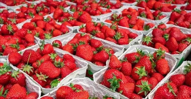 Çilek şifa demek: İşte faydaları...