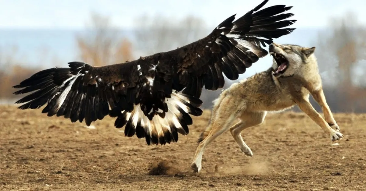 vahsi dogada kartalin kurt avi kan