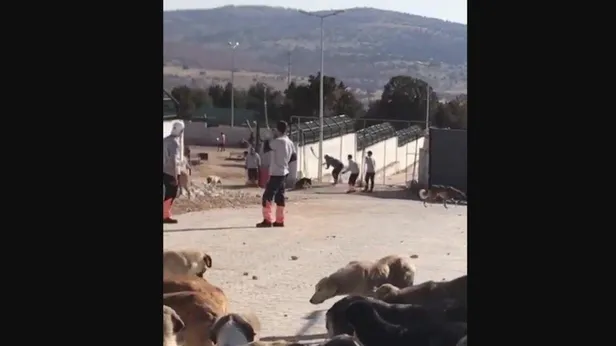 konyadaki-skandal-goruntuler-infial-yaratmisti-ak-parti-sozcusu-omer-celik-hayvanlara-yapilan-zulumlere-asla-m-1669392524464.jpeg Konya'daki skandal görüntüler infial yaratmıştı! AK Parti Sözcüsü Ömer Çelik: Hayvanlara yapılan zulümlere asla müsamaha göstermeyiz-6