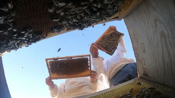 Gerçek bal tepeden tırnağa şifa veriyor (Sağlık haberleri)-2