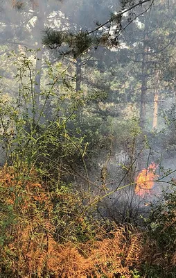 Aydos Ormanları'nda yangın!
