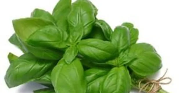 Arı sokmasında faydalı fesleğen neye iyi gelir?