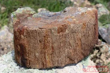 Türkiye’de bulundu! Bilim dünyasını heyecanlandıran keşif! 160 milyon yıllık ağaç fosili bulundu