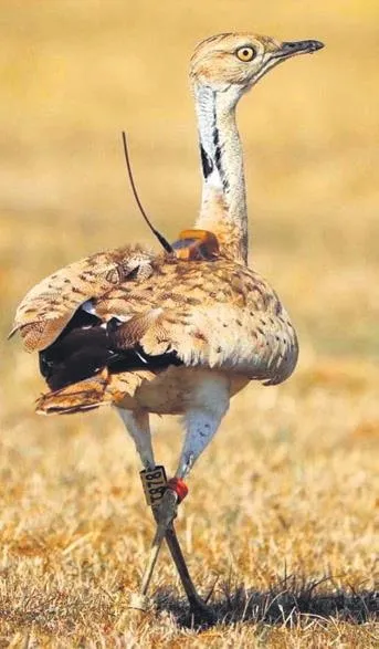 Toy kuşu bulunamadı