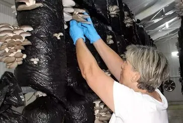Sinoplu kadınlardan girişimcilik dersi!