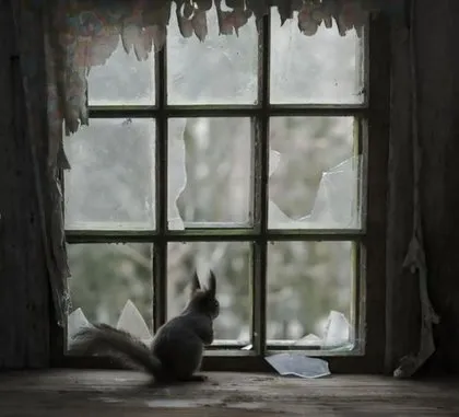 Pencere arkasında yalnız kalan hayvanlar