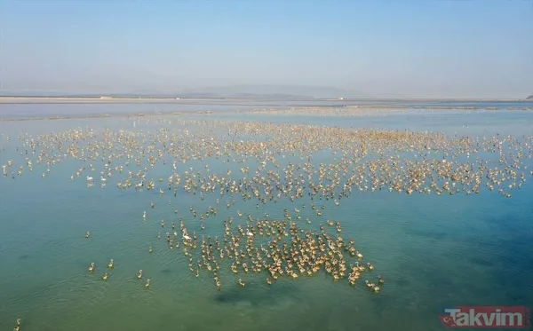 Minik allı turnalar (flamingolar) uçmayı İzmir Kuş Cenneti'ndeki doğal kreşte öğreniyorlar - 44