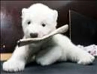 Kutup Ayılarının Dünyası