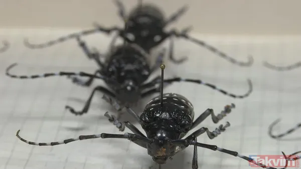 SON DAKİKA: İstanbul için yeni tehlike kapıda! Teke böceği yüzünden 2 ayda 180 ağaç kesildi - 1