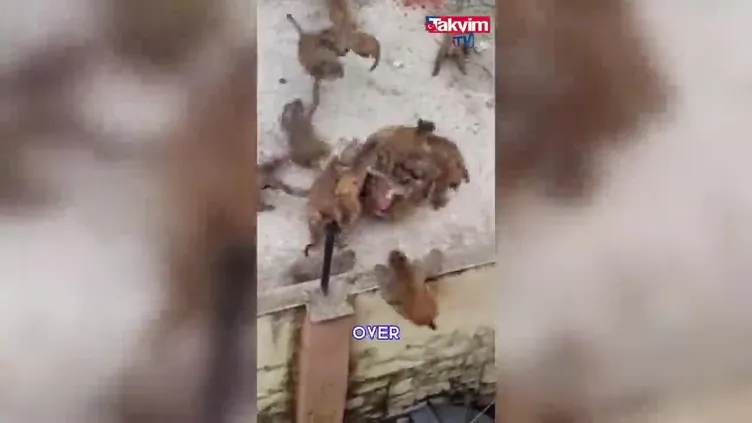 Maymun çeteleri Tayland’ı ele geçirdi