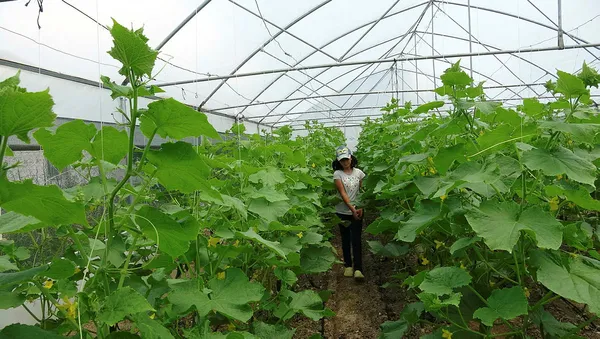 sehirde-dogup-buyuyen-adam-genc-ciftci-projesiyle-koyune-dondu-1593427636956.jpg Şehirde doğup büyüyen adam, "Genç Çiftçi" projesiyle köyüne döndü-3