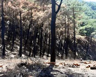 İzmirde PKKnın yaktığı ormanlara ağaçlandırma seferberliği!
