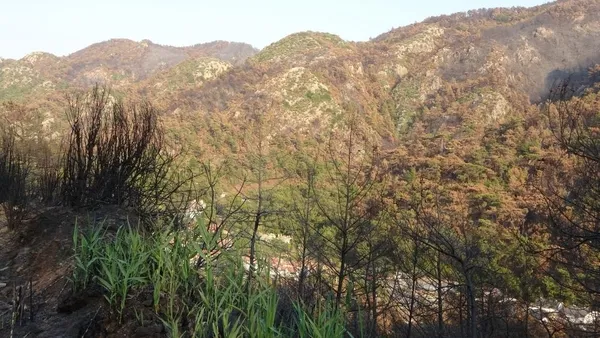 mugla-marmariste-orman-yangini-doga-kendini-yenilemeye-basladi-1629706845113.jpg Muğla Marmaris'te orman yangını! Doğa kendini yenilemeye başladı-4
