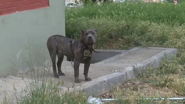 basaksehirde-2-cirak-tamir-icin-birakilan-polis-araciyla-sanayiyi-birbirine-katti-1622703276755.jpg Başakşehir'de 2 çırak tamir için bırakılan polis aracıyla sanayiyi birbirine kattı-10