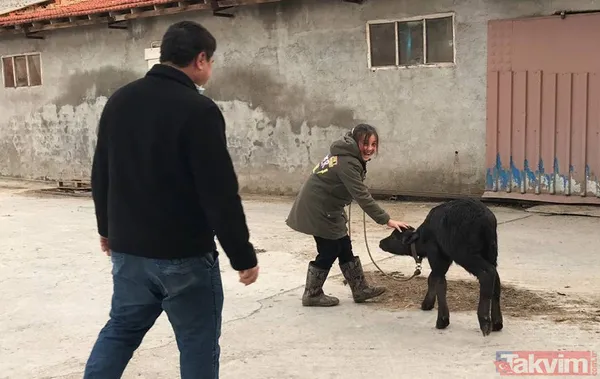 Manda sütü bir köyü kurtardı! Herkes geçimini sağlıyor! Kaymağın kilosu 120 lira - 13