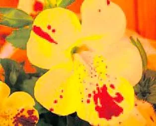 Sarılığa misk otu