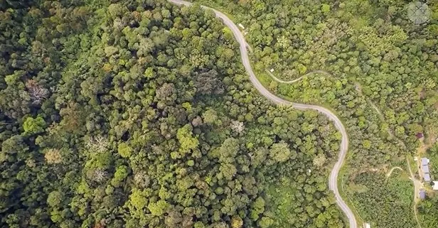 İletişim Başkanı Fahrettin Altun duyurdu: Ağaçlandırmada Türkiye Avrupa 1'incisi