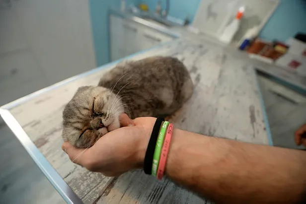 Hayvan Hakları Yasa Teklifi Meclis'e geliyor-1