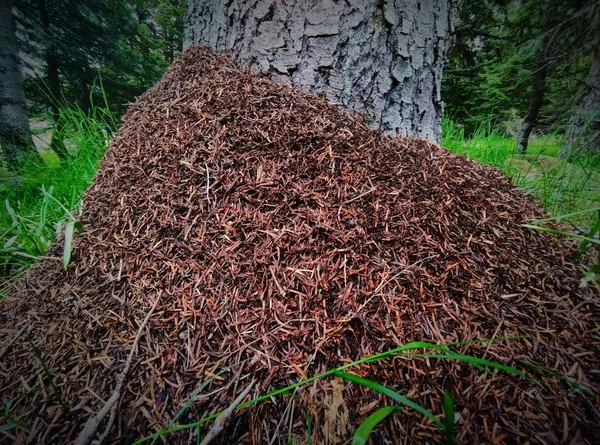 ormanlarin-kene-savascisi-kirmizi-orman-karincalarinin-dev-yuvalari-1622879540384.jpg Ormanların kene savaşçısı! Kırmızı orman karıncalarının dev yuvaları-5