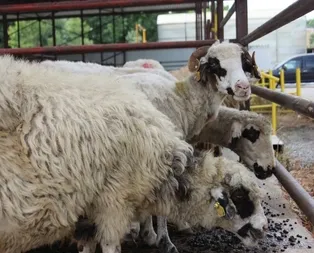 Son dakika: Bayram tatili kaç gün sürecek? 2019 Kurban Bayramı tatili kaç gün, 9 gün oldu mu?