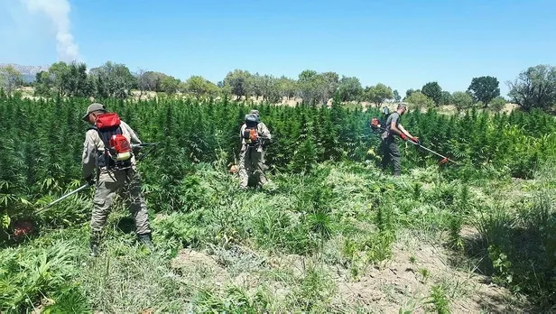 Son dakika: Diyarbabakır'da 5 milyon 134 bin kök kenevir ve 1,5 ton esrar ele geçirildi-1