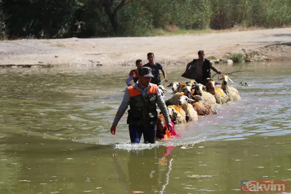 Denizli'de 8 asırlık gelenek! Koyunları Menderes Nehri'nden geçirdiler - 1