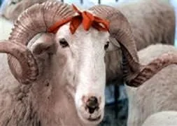 Kredi kartı ile kurban alınır mı?